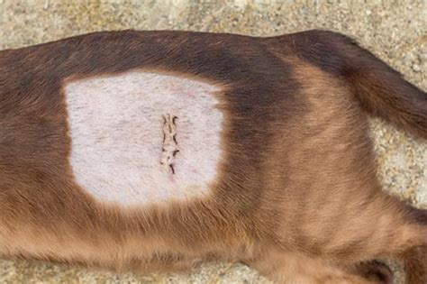 Pictures of Normal & Infected Cat Incisions [Surgeon。